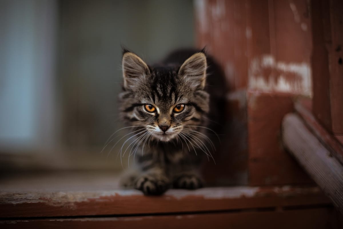 “Puss in Boots” and social engineering
