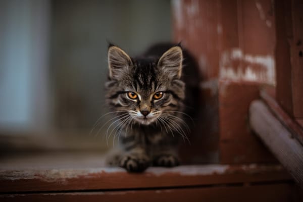“Puss in Boots” and social engineering