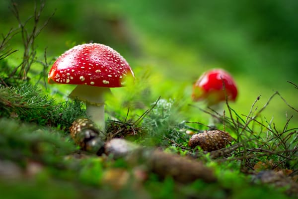All Mushrooms Are Edible, But Some Only Once